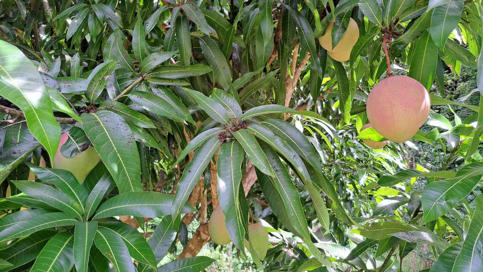 la3